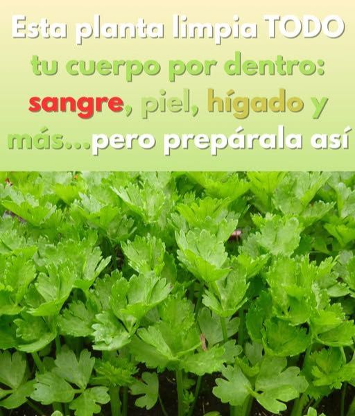 Jugo de apio