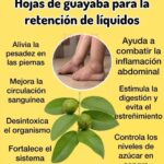 Los Beneficios de las Hojas de Guayaba para Combatir la Retención de Líquidos