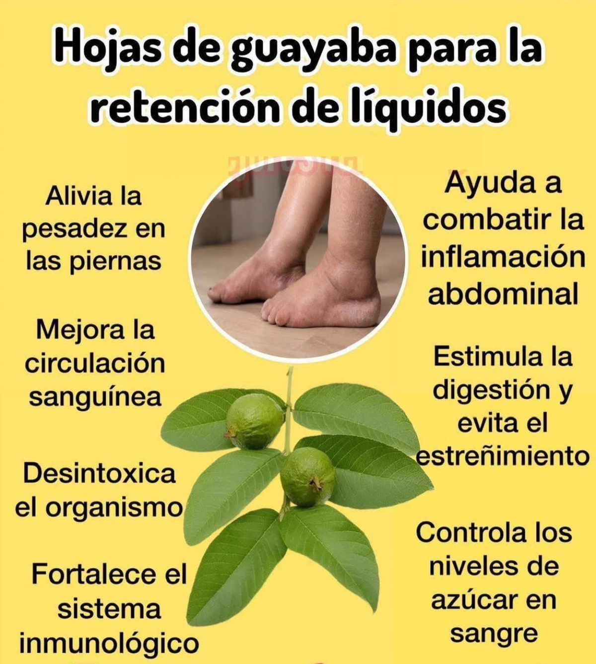 Hojas de Guayaba y Retención de Líquidos