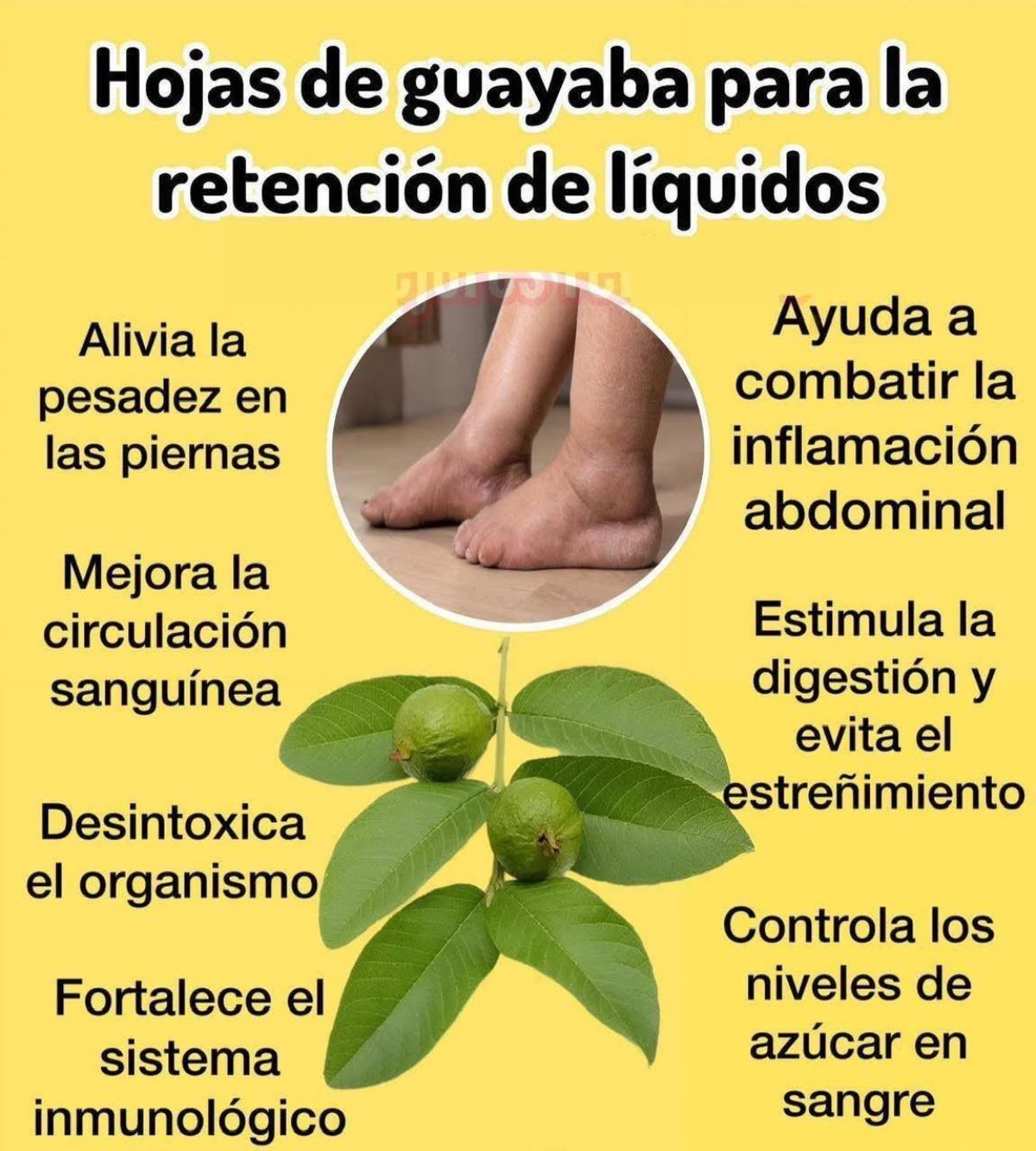 Té de hojas de guayaba y beneficios para la salud