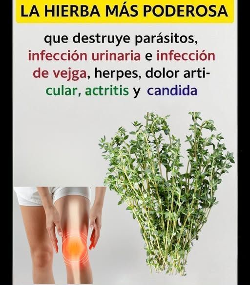 Tomillo, la hierba poderosa para la salud articular