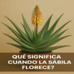 El Significado Espiritual y Natural de la Floración de la Sábila