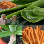 El Poder del Aloe Vera y la Canela para tu Bienestar
