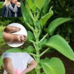 Kalanchoe: La Planta Tesoro que Muchos Desconocen