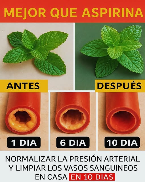 Hojas de menta antes y después