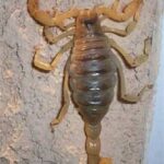 El Mensaje del Alacrán: ¿Qué Significa su Presencia en Tu Hogar?