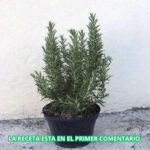 Té de Romero en Ayunas: Tu Aliado Natural para Mejorar la Salud