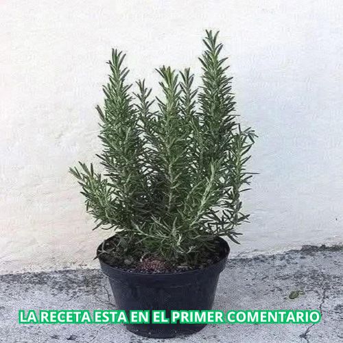 Infografía sobre los beneficios del romero