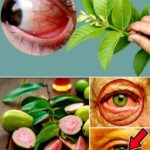Usos de la Guayaba para Tratar Problemas Oculares