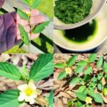 El Poder Oculto de la Hierba Testaruda: Beneficios y Receta del Muicle
