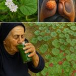 La Malva: Un Tesoro Escondido para la Salud Natural