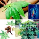 El Ricino: Un Tesoro Verde en Tu Jardín que No Debes Ignorar