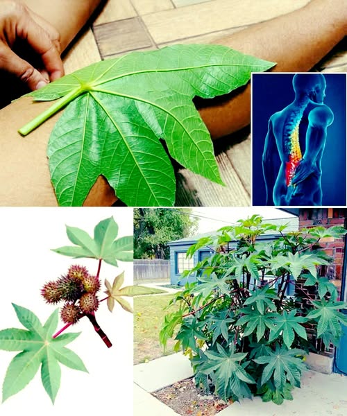Planta de Ricino