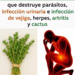 La Hierba Más Curativa: La Planta que Puede Curar Todo