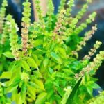 El Maravilloso Árbol de la Visión: Albahaca Morada para la Salud Ocular