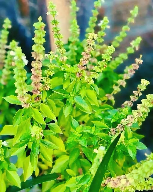 Planta de Albahaca Morada en Floración