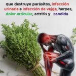 Descubre los Increíbles Beneficios del Tomillo: La Hierba Más Poderosa