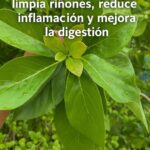 Té de Hoja de Aguacate: Un Remedio Natural para la Salud