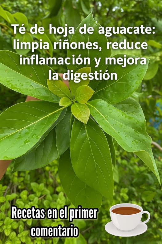 Té de hoja de aguacate