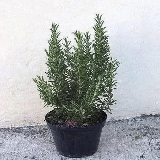 Planta de Romero
