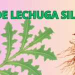 La Raíz de Lechuga Silvestre: Un Calmante Natural para tu Salud
