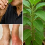 La Planta Milagrosa del Jardín: Beneficios y Remedios Naturales