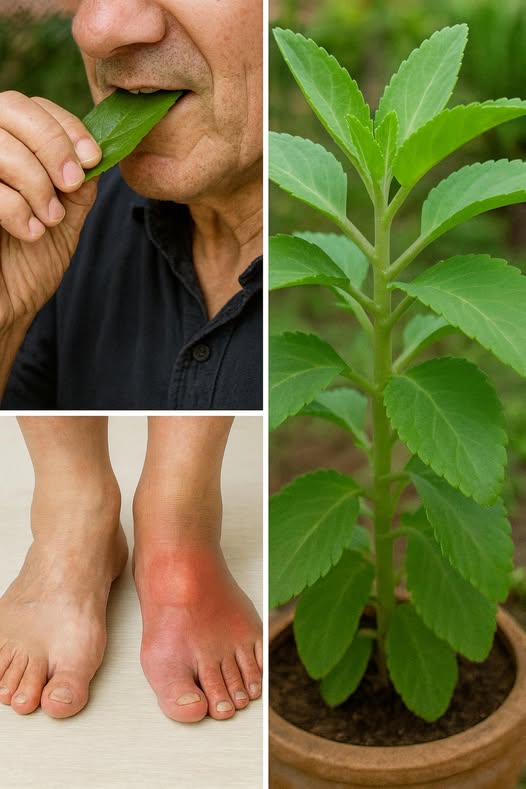 Planta milagrosa