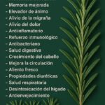 Beneficios del Romero: Una Planta Maravillosa para Tu Salud