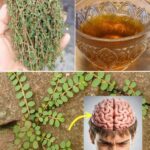 Culantrillo de Pozo: El Tesoro Natural para tu Salud