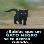 Descubriendo el Significado de los Gatos Negros: Un Encuentro Mágico