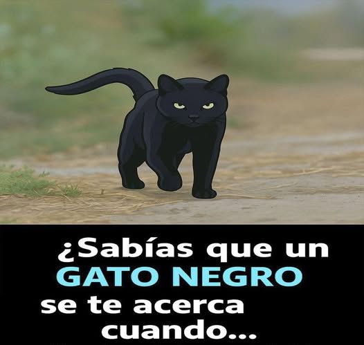 Gato Negro