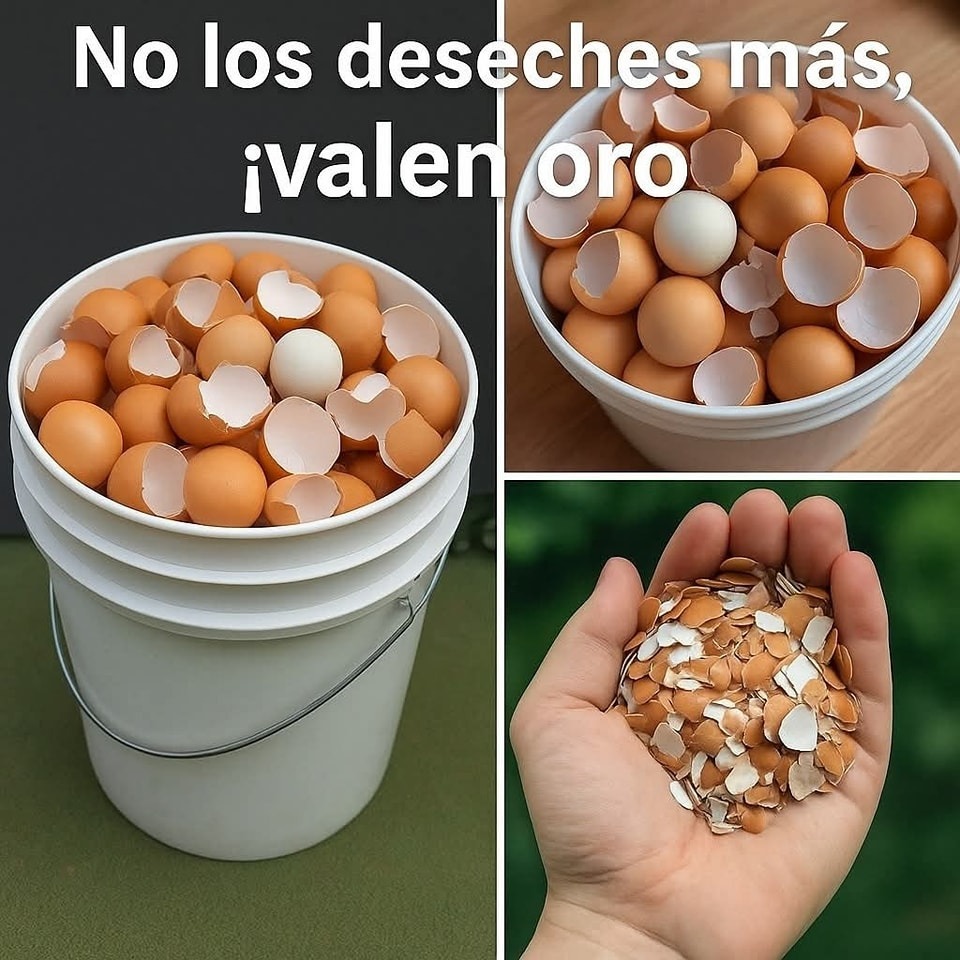 Usos de las cáscaras de huevo