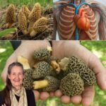 Morillas: El Tesoro Natural para tu Salud Cardiovascular
