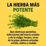 Los Poderosos Beneficios del Tomillo para la Salud Natural