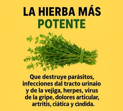Tomillo: una hierba poderosa para la salud