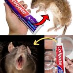 Descubre cómo usar la pasta de dientes para mantener a raya plagas en tu hogar