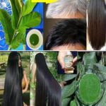 De Canas a Cabello Negro de Forma Natural: El Poder de las Hojas de Guayaba