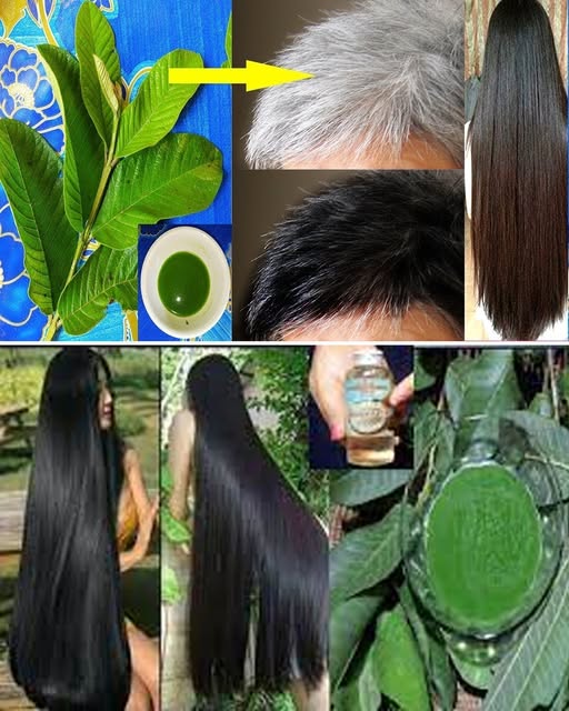 Uso de hojas de guayaba para el cabello