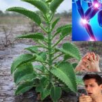 Kalanchoe: El Tesoro Natural que No Sabías que Tenías en Casa