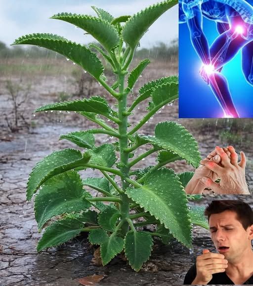 Kalanchoe planta medicinal