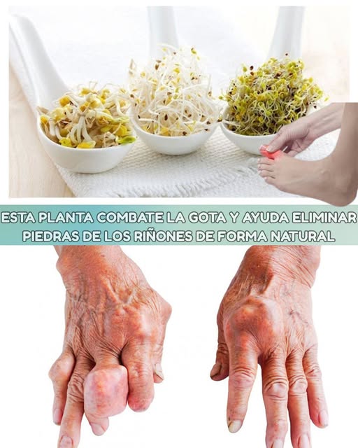 Infusión de Alfalfa