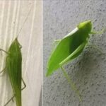 El Mensaje de la Naturaleza: ¿Qué Significa la Llegada de Insectos a Tu Hogar?