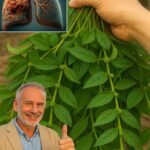 Descubre el Oro Natural: Los Beneficios de la Ashwagandha para la Salud Pulmonar