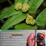 El Oro Verde: Beneficios de una Planta Medicinal para tu Salud Respiratoria