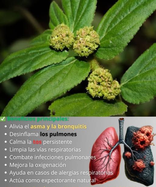Beneficios de la planta para la salud respiratoria