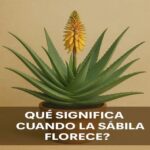 El Asombroso Significado de la Floración de la Sábila: Más Allá de su Belleza