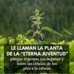 Ortiga: La Planta de la Eterna Juventud y Sus Beneficios para la Salud