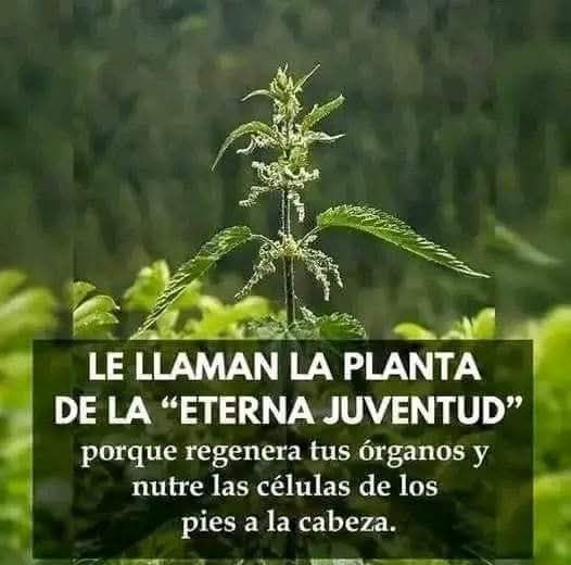 Ortiga, la planta de la eterna juventud