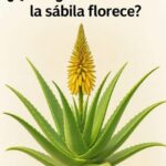 ¿Qué significa cuando la sábila florece? Un fenómeno cargado de significado