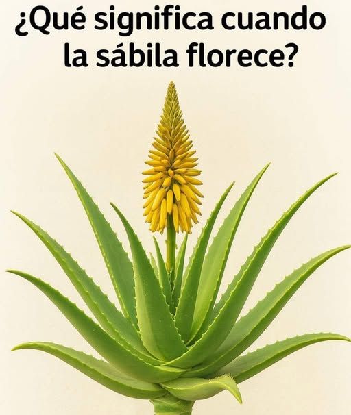 Sábila floreciendo
